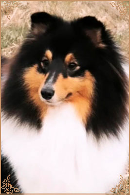 Longrange Cailin Dubh, Crufts Winners