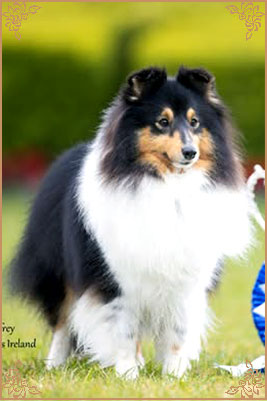 Longrange Cailin Dubh, Crufts Winners