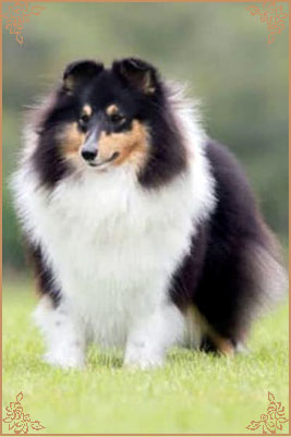 Longrange Cailin Dubh, Crufts Winners