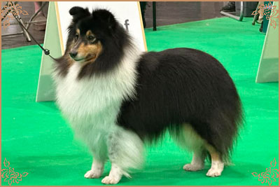 Longrange Cailin Dubh, Crufts Winners