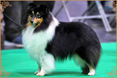 Longrange Cailin Dubh, Crufts Winners