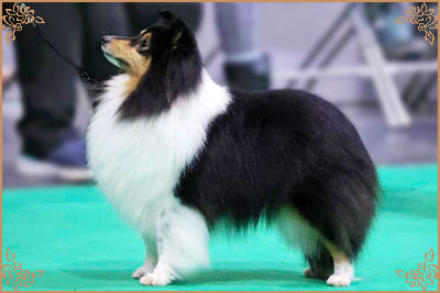 Longrange Cailin Dubh, Crufts Winners