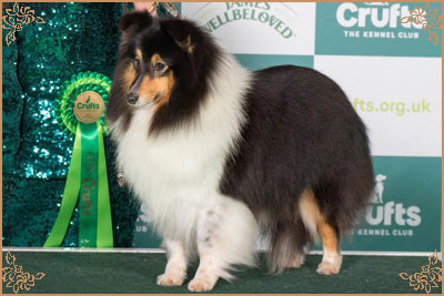 Longrange Cailin Dubh Longrange Cailin Dubh, Crufts Winners
