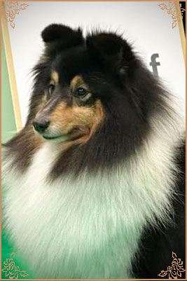 Longrange Cailin Dubh, Crufts Winners