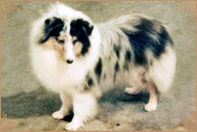 Love`s Folly of Diomed Love`s Folly of Diomed, Crufts Winners
