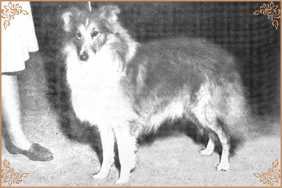 Luna Andy of Upperslaughter