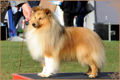 Lundecock`s Coconut, Crufts Winners