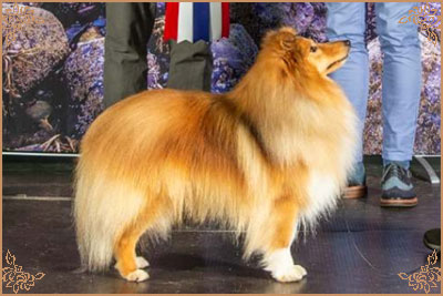 Lundecock`s Coconut, Crufts Winners