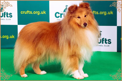 Lundecock`s Coconut, Crufts Winners