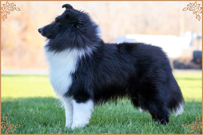 Macdega Rosmoor Unbridled