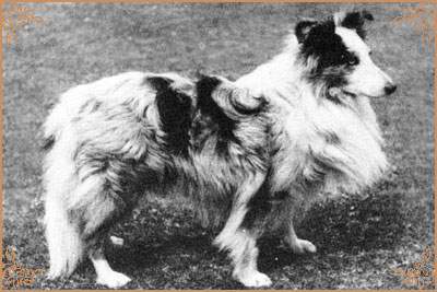 Marble Faun of Houghton Hill, Crufts Winners