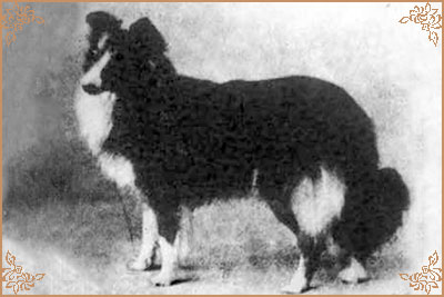 Margawse of Cameliard, Crufts Winners