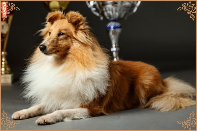 Марсолайн Лакшери Леди, Marsoline Luxury Lady