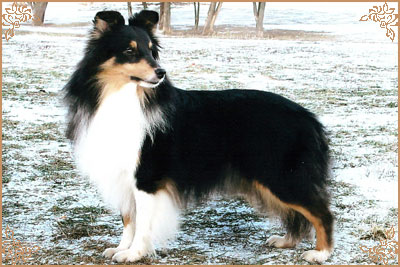 Марвитхолл Старлет, Marvitholl Starlet