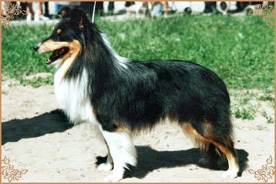 Марвитхолл Старлет, Marvitholl Starlet