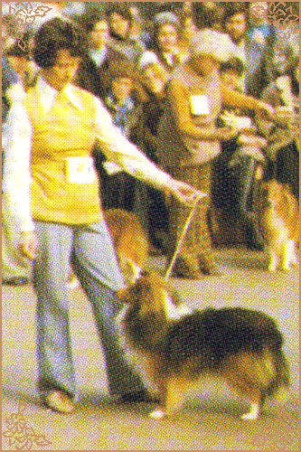 Midnitesun Justin Time, Crufts Winners