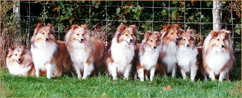 Milesend Stormwarden, Crufts Winners