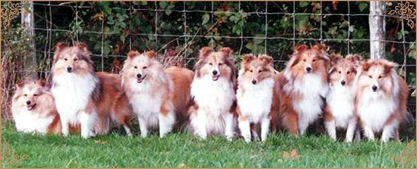 Milesend Stormwarden, Crufts Winners