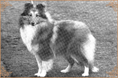 Mirabell of Monkreddan, Crufts Winners