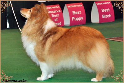 Mohnesee Remember Me, Crufts Winners