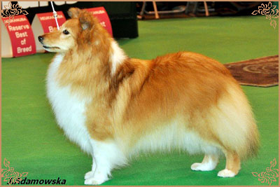 Mohnesee Remember Me, Crufts Winners