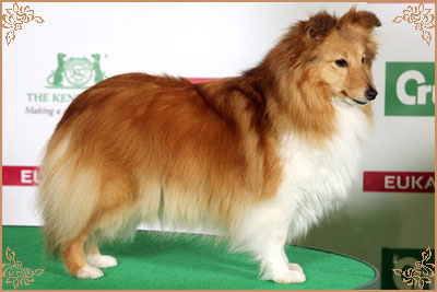 Mohnesee Remember Me Mohnesee Remember Me, Crufts Winners