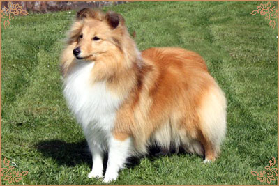 Mohnesee Remember Me, Crufts Winners