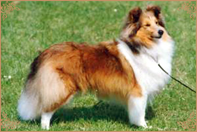 Mohnesee Sweet Reflection Mohnesee Sweet Reflection, Crufts Winners
