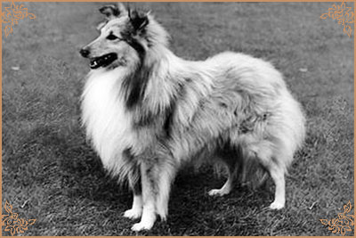 Monarch of Morvane Monarch of Morvane, Crufts Winners