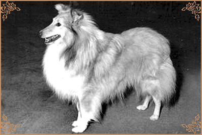 Monarch of Morvane, Crufts Winners