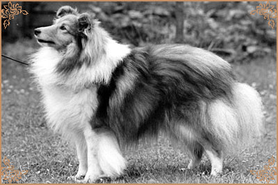 Myriehewe Magic Moments of Milesend