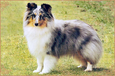 Myriehewe Rosa Bleu, Crufts Winners