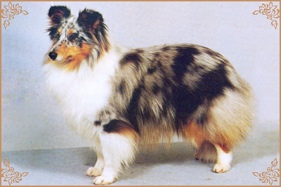 Myriehewe Rosa Bleu, Crufts Winners