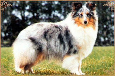 Myriehewe Rosa Bleu, Crufts Winners