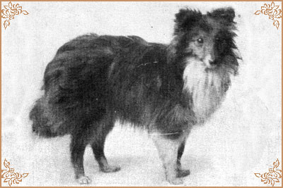 Nettle of Mountfort Nettle of Mountfort, Crufts Winners