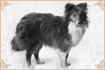 Nettle of Mountfort, Crufts Winners