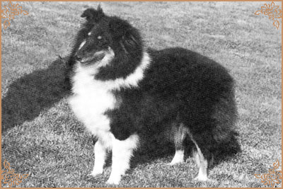 Nitelife Moon Shadow Nitelife Moon Shadow, Crufts Winners