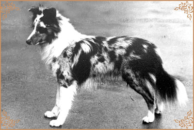 Peabody Silver Prince, Crufts Winners