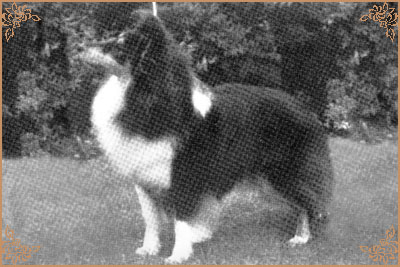 Rainelor Reinetta, Crufts Winners