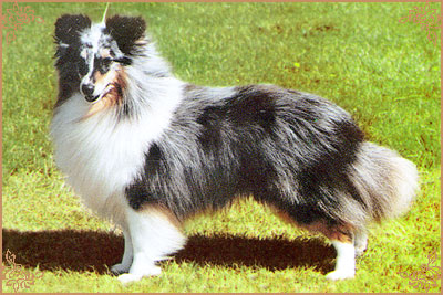 Reubicia Blue Flame at Ruscombe, Crufts Winners