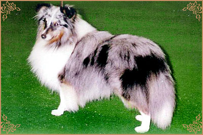 Reubicia Blue Flame at Ruscombe, Crufts Winners