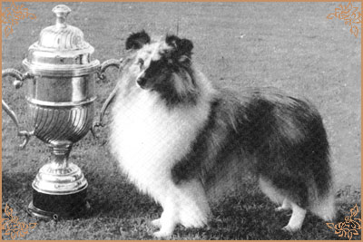 Reubicia Blue Flame at Ruscombe, Crufts Winners