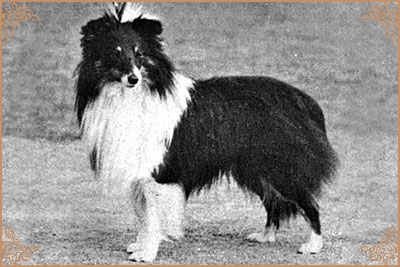 Rhinog The Black Watch, Crufts Winners