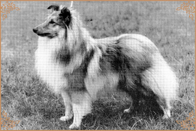 Riverhill Richman Riverhill Richman, Crufts Winners