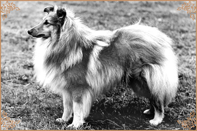 Riverhill Richman, Crufts Winners