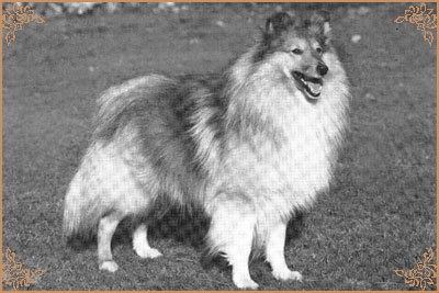 Riverhill Richman, Crufts Winners