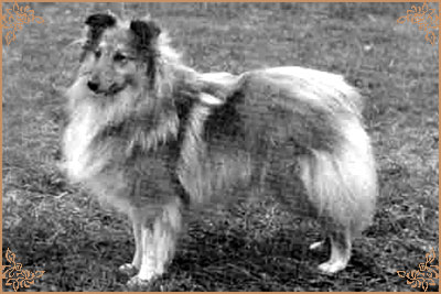 Riverhill Richman, Crufts Winners