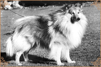 Riverhill Richman, Crufts Winners