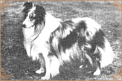 Rockaround Blue Gamble, Crufts Winners