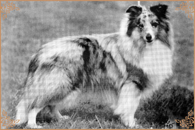 Rosdyke Moonlight Shadow, Crufts Winners